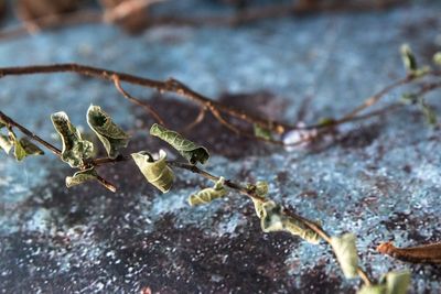 Close-up of dry plant on snow