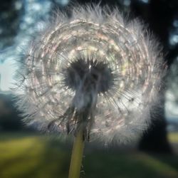 Close-up of dandelion against sky