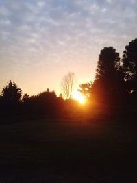 Silhouette of trees at sunset