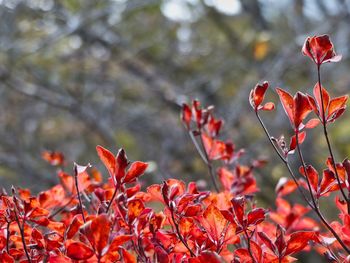 Close-up of red flowering plant during autumn