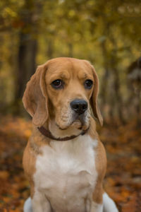 Close-up portrait of a dog