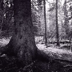 Trees in the forest