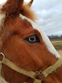 Close-up portrait of horse