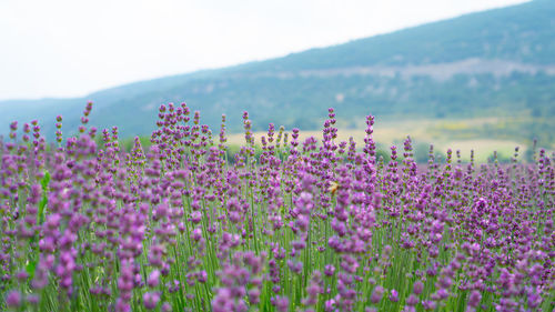 Beautiful blue petals of lavender flower blossom in row at field, selective focus and closeup photo