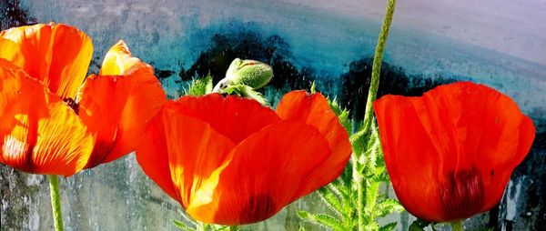 Close-up of red poppy flowers