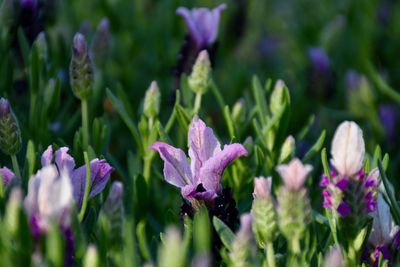 Close-up of purple flowering plants on field