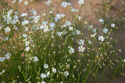 Cerastium felt, growing on the sandy slopes, white flowers