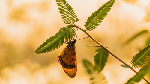 Close-up of butterfly on plant