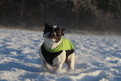 Dog on snow covered landscape during winter