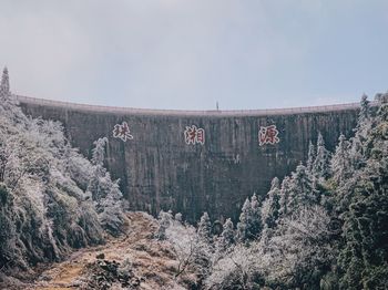 Plants growing on land against sky