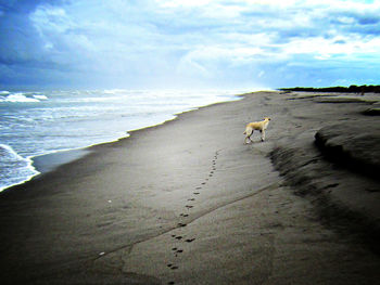 View of a beach