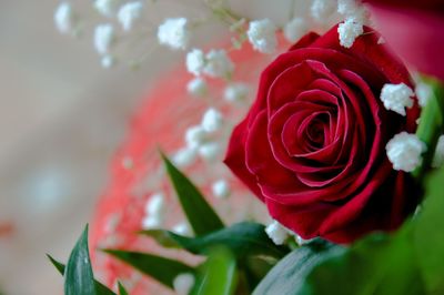 Close-up of red rose