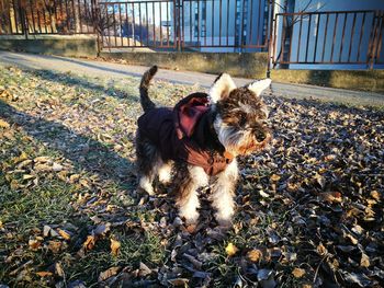 Dog standing on ground