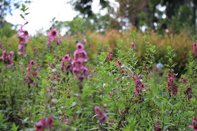 Purple flowering plants on field