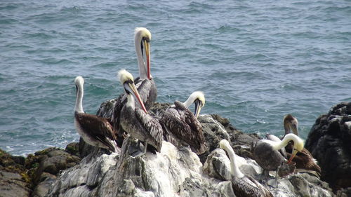 View of swans and rocks in sea