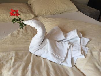 High angle view of roses on bed at home