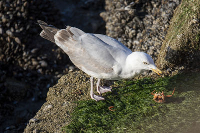 High angle view of seagull on rock