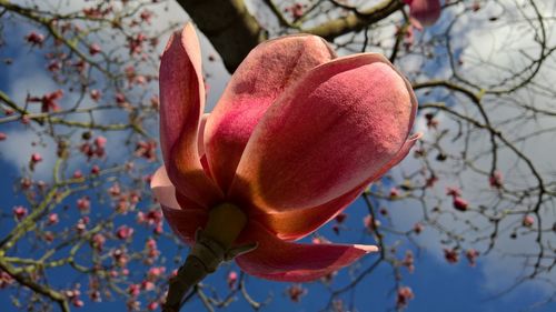 Close-up of pink flower on tree