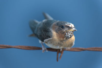 Close-up of bird perching on twig