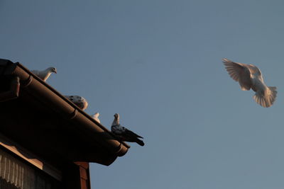 Low angle view of birds perching on roof against clear sky