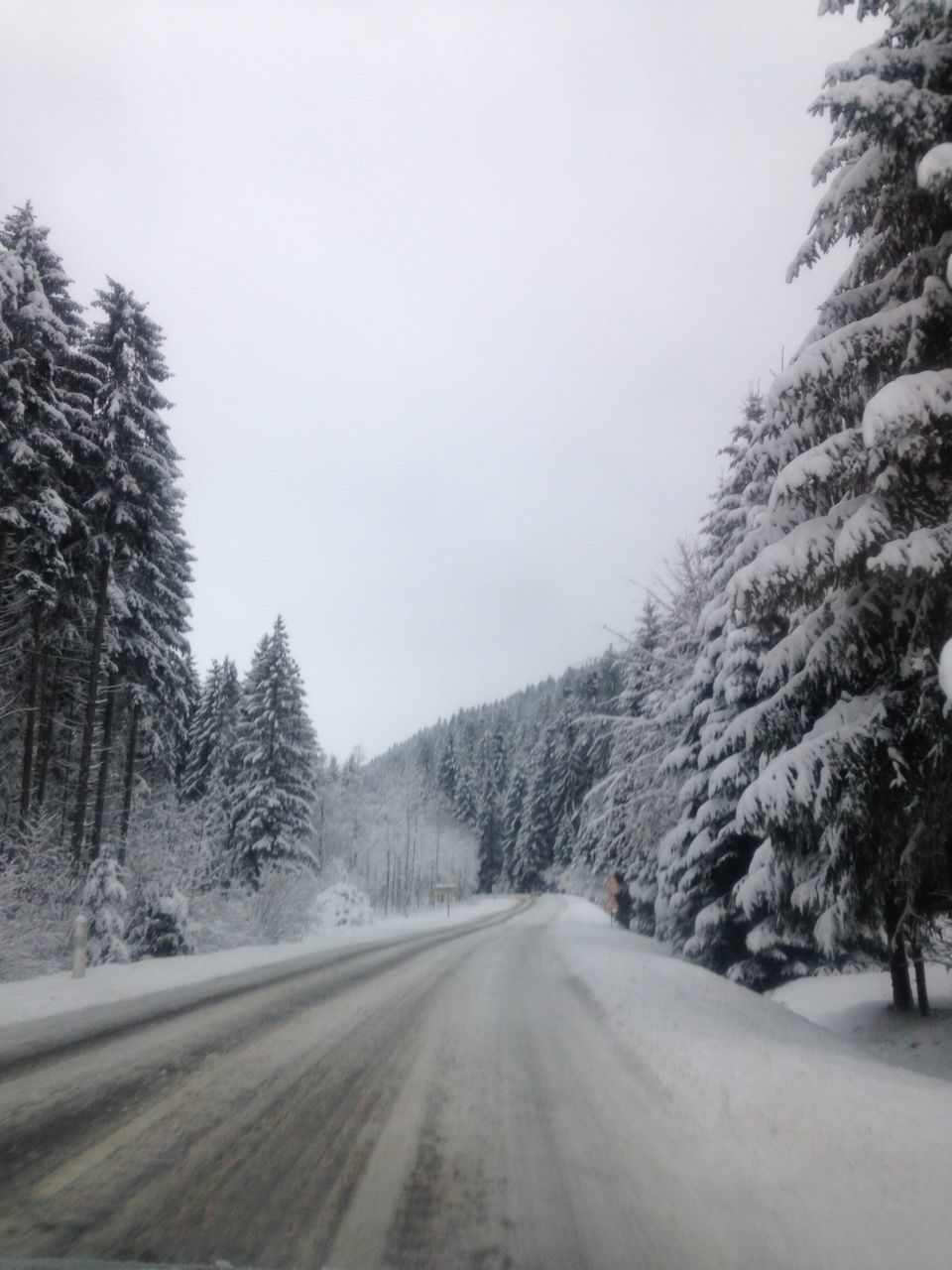 tree, clear sky, tranquility, tranquil scene, nature, scenics, beauty in nature, growth, mountain, road, the way forward, palm tree, day, snow, winter, outdoors, copy space, branch, non-urban scene, idyllic