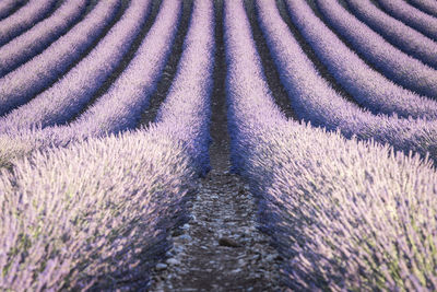 Full frame shot of purple flower field