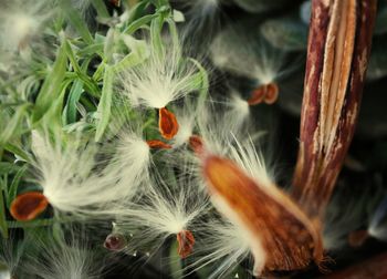 Close-up of plant against blurred background