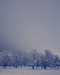 Bare trees on snow covered land against sky during winter