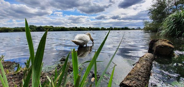 View of sheep on lake