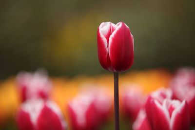 Close-up of tulips blooming outdoors