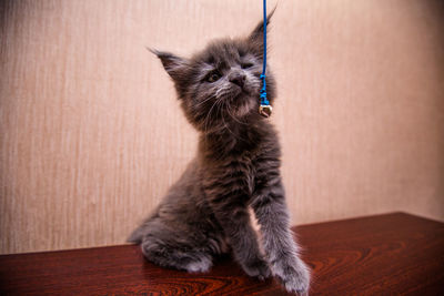 Kitten sitting on floor against wall