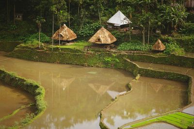 Reflection of trees in water