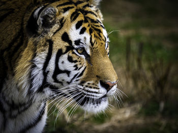 Close-up of a cat looking away