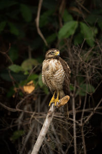 Low angle view of bird perching on branch