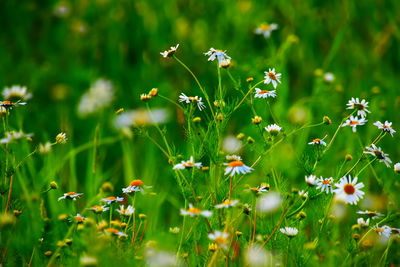 Close-up of white daisy flowers on field