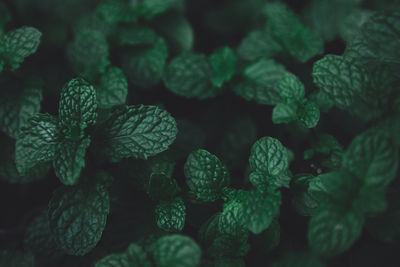 Full frame shot of fresh green leaves