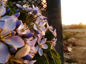 Close-up of flowers blooming