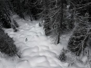 Close-up of trees in forest during winter