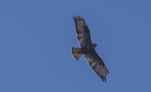 Low angle view of eagle flying against clear blue sky