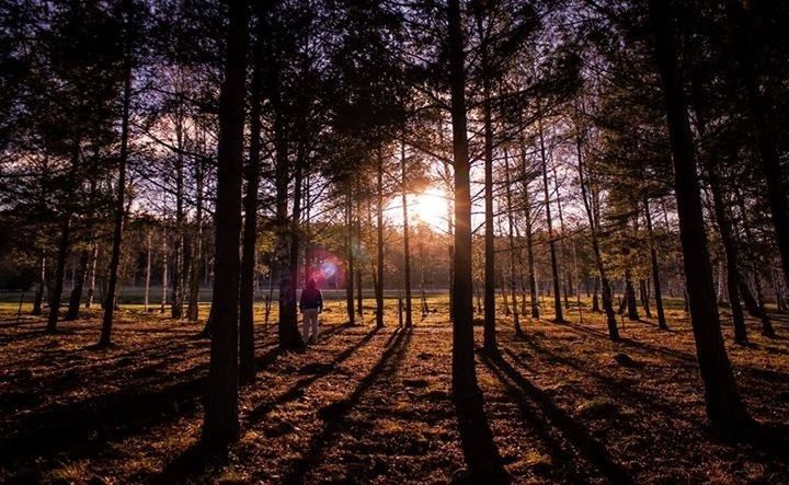 tree, sunset, sun, tranquility, sunlight, tranquil scene, silhouette, nature, beauty in nature, scenics, tree trunk, lens flare, sunbeam, growth, landscape, orange color, outdoors, leisure activity, idyllic