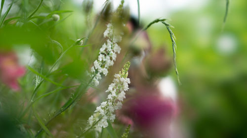 Close-up of flowering plant in park
