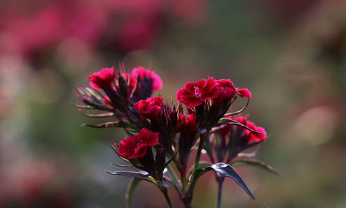 Close-up of pink flowering plant