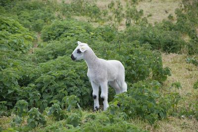 White horse standing on ground