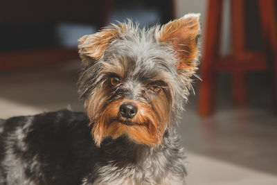 Close-up portrait of dog