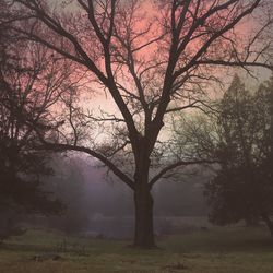 Bare trees on landscape
