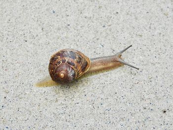 High angle view of snail on land