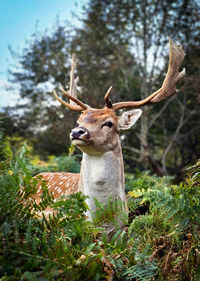 Close-up of deer in forest