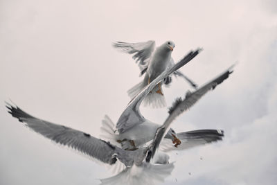 Low angle view of bird flying against sky