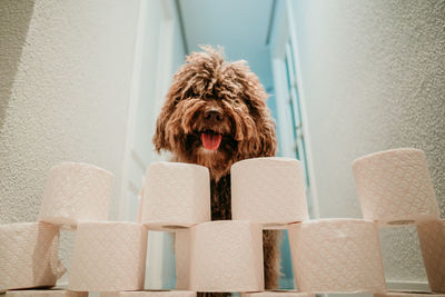 Portrait of dog on chair against wall