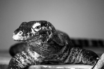 Close-up of monitor lizard at zoo